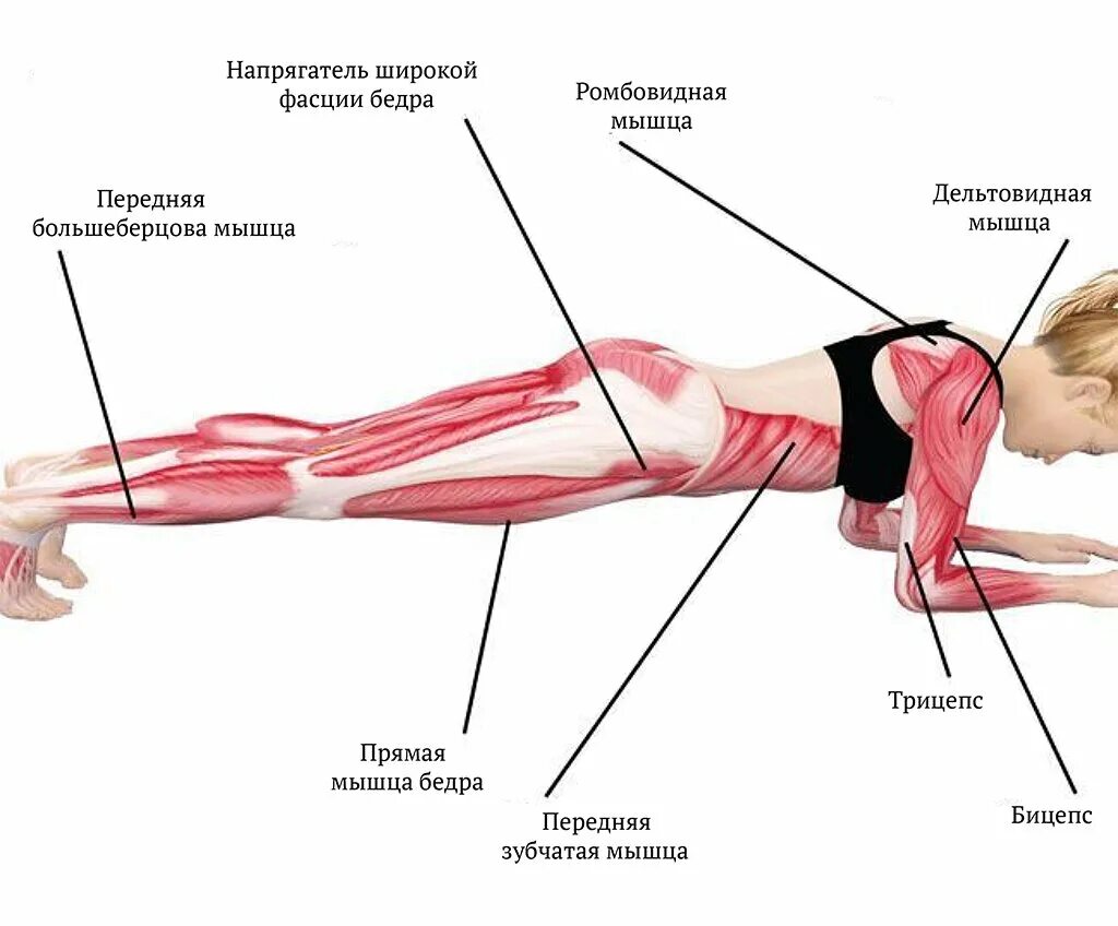 Планка польза для мужчин. Планка мышцы задействованы. План упражнений. Планка упражнение для спины. Планка упражнение мышцы.