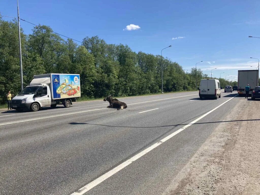 ЛЕНОБЛАСТЬ лоси на дороге. Лось на дороге в Ленинградской области.