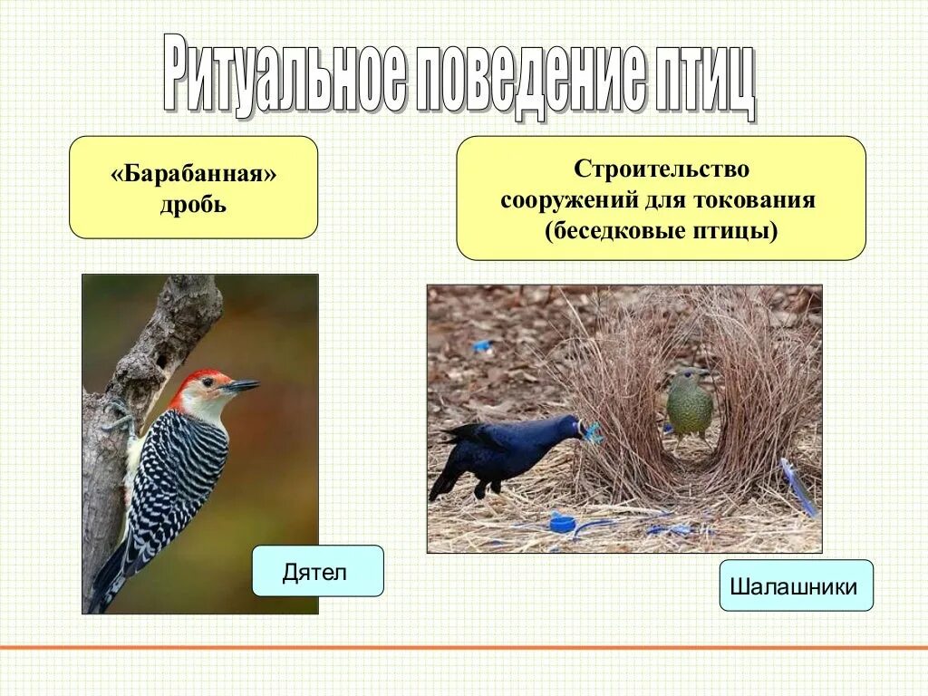 Размножение птиц 7 класс биология. Класс птицы размножение. Годовой жизненный цикл и разнообразие птиц. Биология размножение птиц. Размножение и развитие птиц интересные факты.