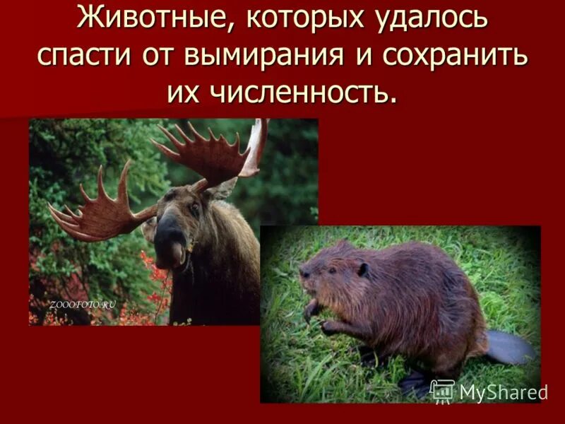 животные красснойкниги. животные занесенные в красную ен. спасение животных из красной книги. спасение животных из красной книги. животные которых удалось спасти от вымирания красная книга россии.