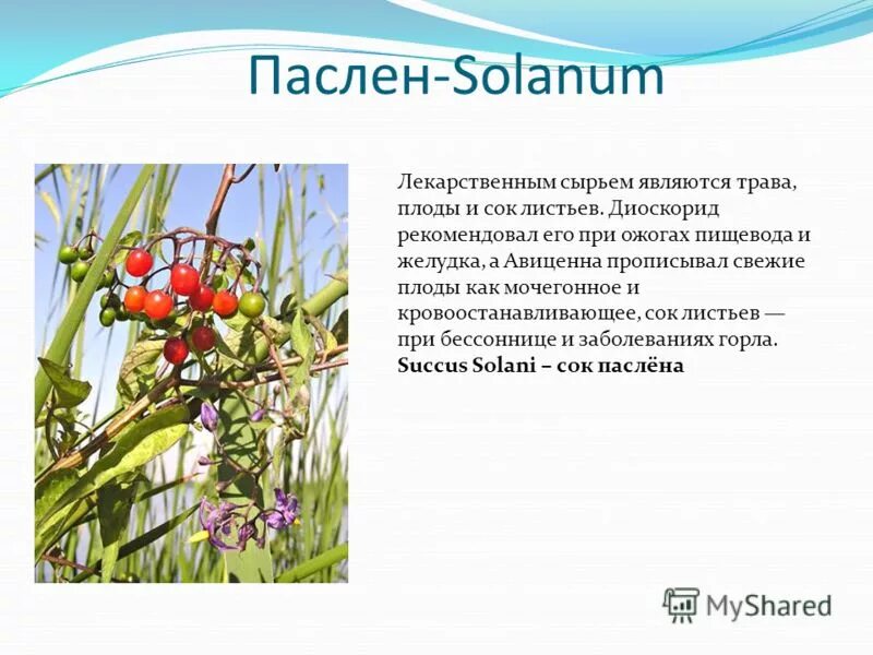 Лекарственным сырьем является. Лекарственным сырьем является. Листья лекарственным сырьем являются. Сырье расторопши применяется:. Растительное сырье.