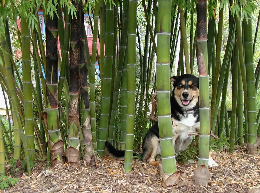 За сколько часов вырастает бамбук. Phyllostachys edulis. Карликовый бамбук. Бамбук дикий. Бамбук в саду.