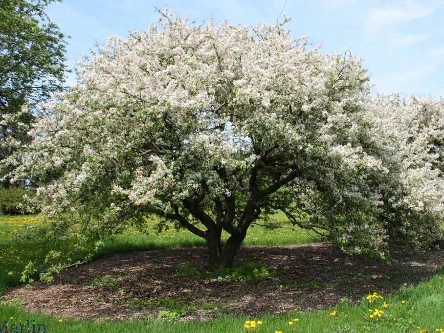 Crab apple tree. Malus floribunda. яблоня обильноцветущая. malus grandiflora ( crabapple). яблоня флорибунда.