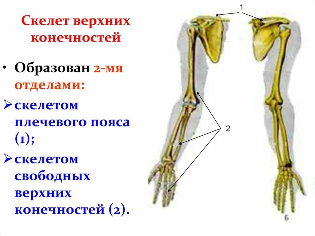 Из каких костей состоит скелет конечностей. Плечевой пояс и скелет верхних конечностей. скелет пояса верхних конечностей (плечевого пояса). строение скелета верхней конечности. скелет верхней конечности и нижней конечности.