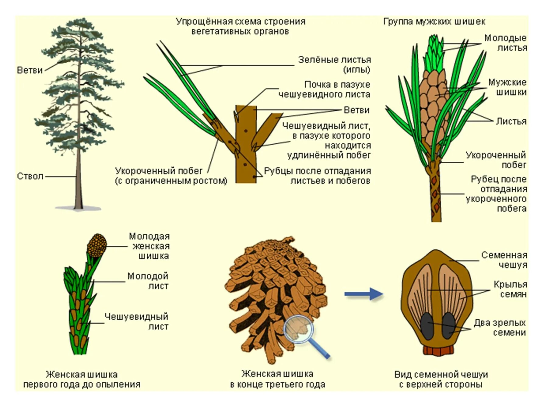 Строение шишек голосеменных растений. Строение листа голосеменного растения. Строение листа голосеменного растения. Укороченный побег голосеменных. Строение листа голосеменного растения.