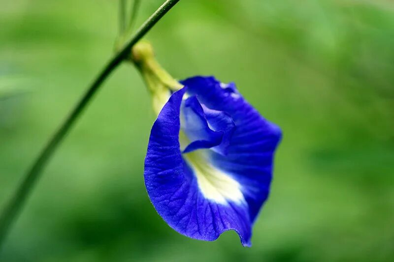 Клитория это. Clitoria ternatea. Клитория тройчатая. Клитория трехлистная.