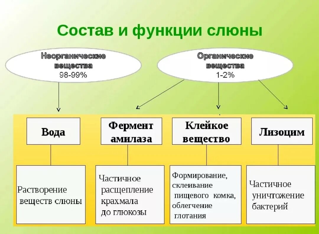 Ферменты слюны биология 8 класс. Состав и функции слюны таблица. Состав и функции слюны. Состав слюны и ее функции. Состав слюны человека и ее функции таблица классификация.