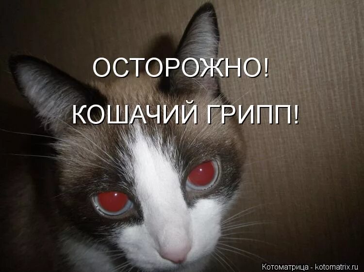 вакцинация кошек. здоровый кот. лекарство для кошек от бронхита. грипп у кошек симптомы. грипп у собак.