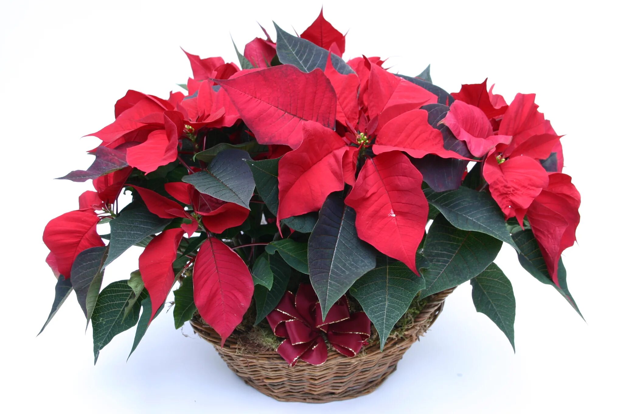 живой рождественский цветок. молочай пуансеттия. комнатный цветок пуансетия. молочай - пуансеттия (рождественская звезда). пуансеттия пинтерест.