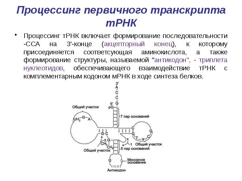 Процессинг первичных транскриптов РНК И ТРНК. Процессинг ТРНК У эукариот. Процессинг биохимия. Строение первичного РНК транскрипта. Процессинг белка этапы