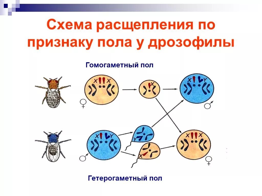 Презентация биология 10 класс сцепленное наследование. Схема расщепления по признаку пола у дрозофилы. У дрозофилы гетерогаметный пол мужской. У дрозофилы гетерогаметный пол мужской схема. Наследование пола у дрозофил.