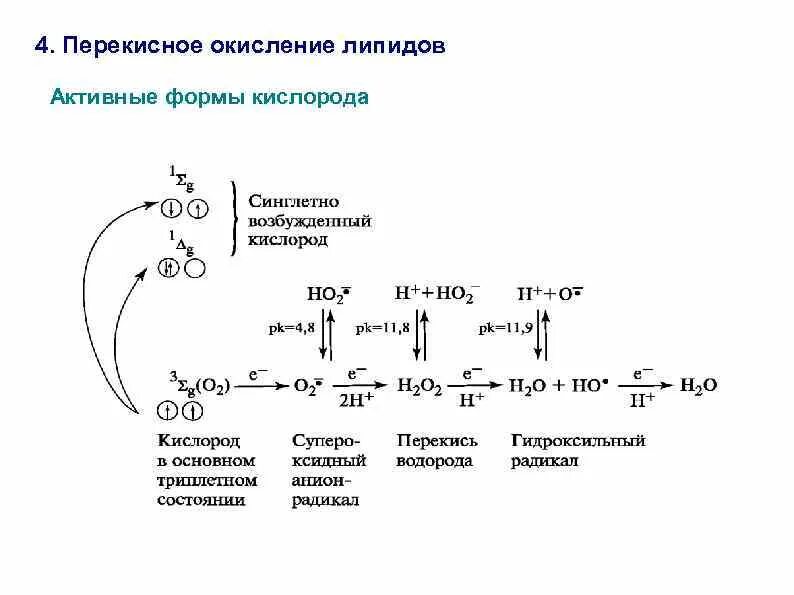 Пол липидов. Схема механизма перекисного окисления липидов. Схема перекисного окисления липидов биохимия. Схема инициации перекисного окисления липидов. Цепная реакция окисления липидов.