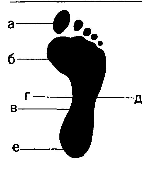 Части следа босой ноги криминалистика. Части стопы криминалистика. Строение босой ноги криминалистика. Обозначьте и назовите части следа босой ноги.