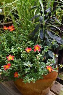 Holiday plants