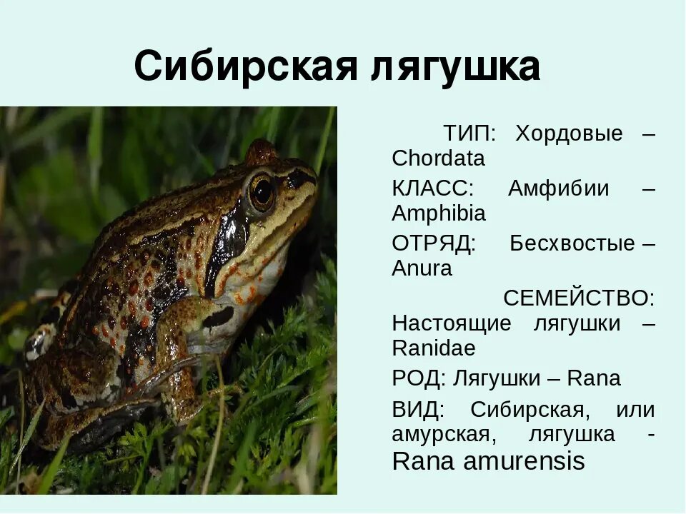 Лягушка какой тип животных. Лягушка озерная тип класс отряд. сибирская лягушка. лягушка класс земноводные. тип хордовые лягушка.