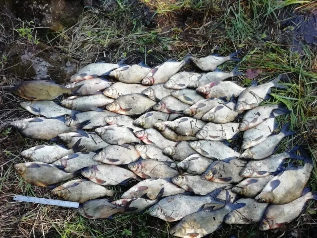 Рыбалка в ленинградской области на ладоге. Браконьеры в Ленинградской области.