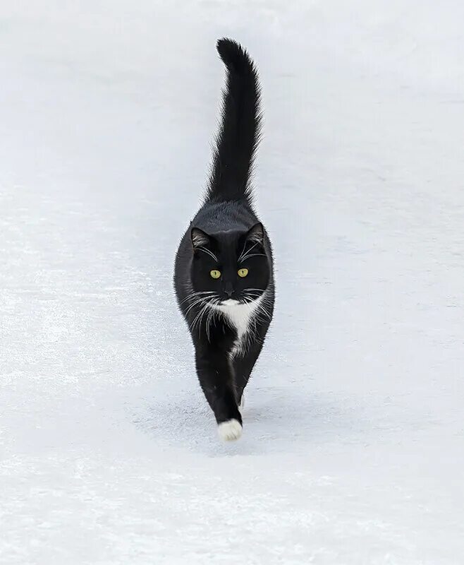 у них походочка как в море лодочка