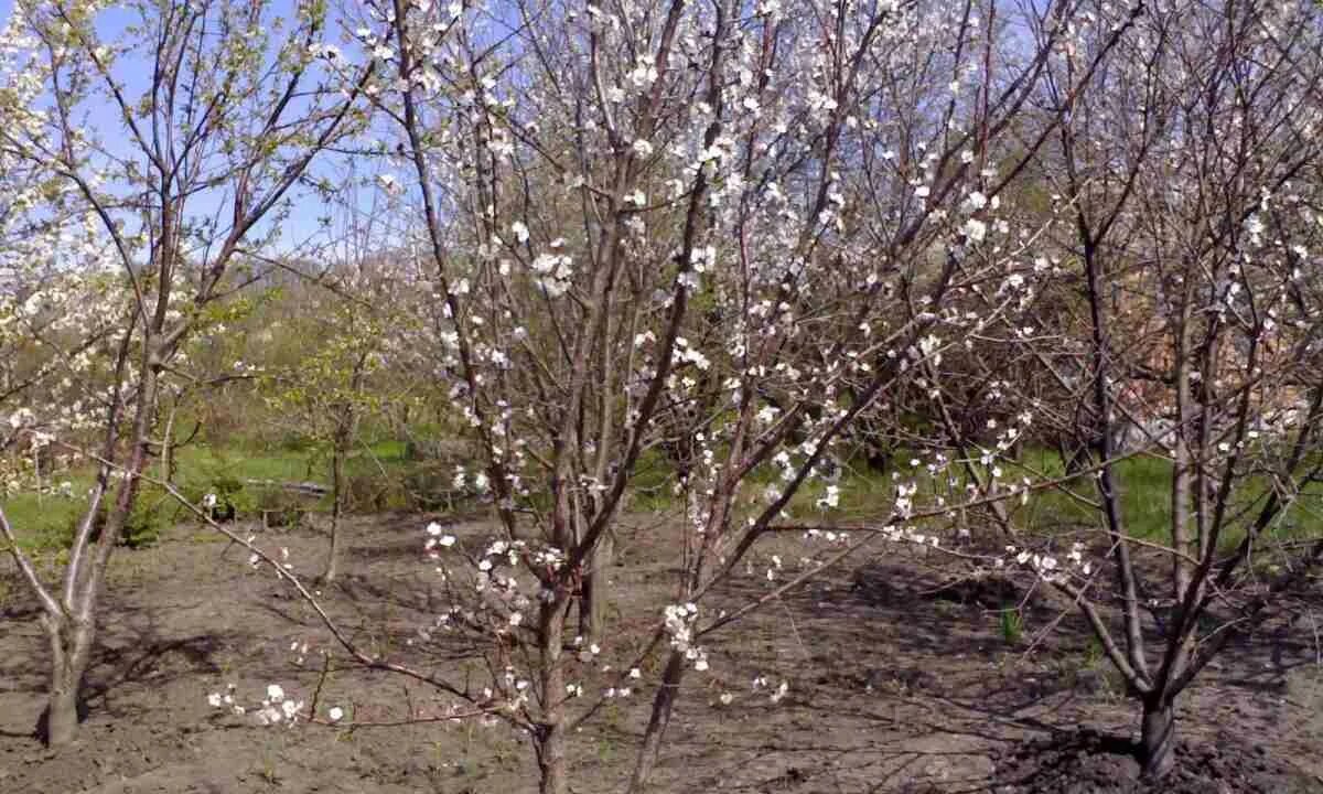 На какой год плодоносит вишня после посадки. Вишня не плодоносит. вишня не плодоносящая. черешня не плодоносит. как цветёт и плодоносит вишня.