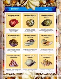 Химическое название ракушки