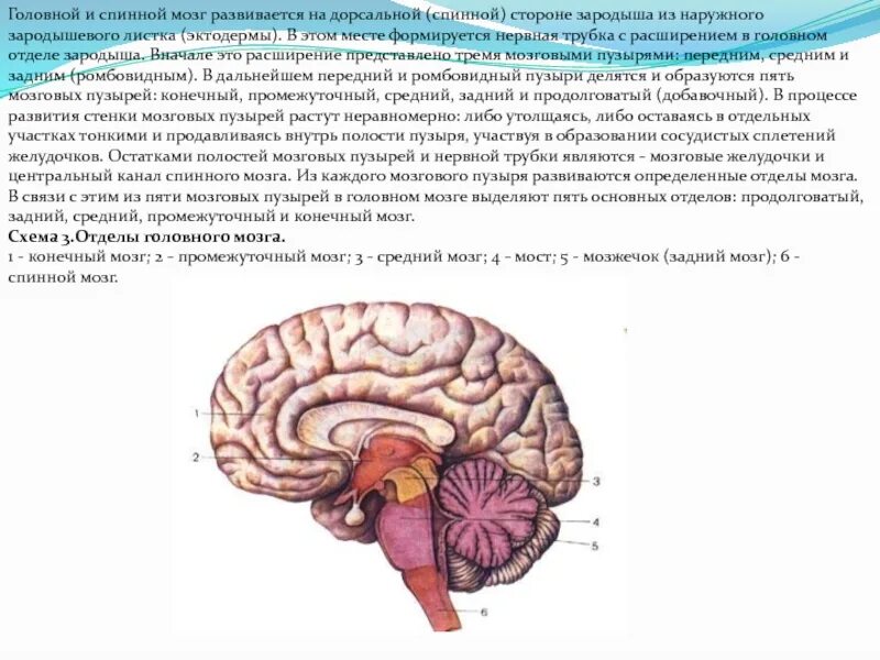 Головной мозг эктодерма. Отделы головного и спинного мозга. взаимодействие спинного и головного мозга. головной и спинной мозг развиваются из. отделы головного мозга от спинного мозга.