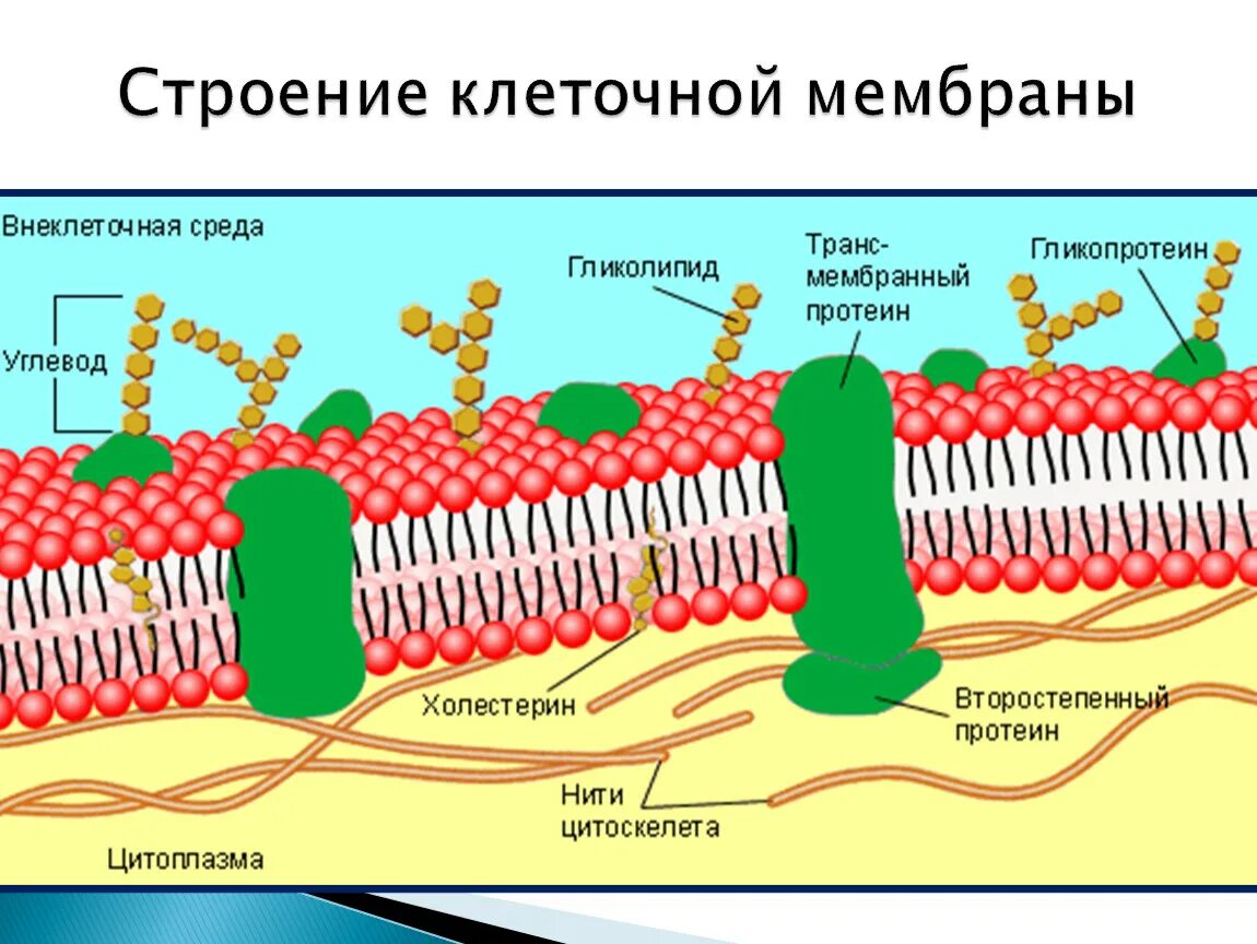 Мембраны клетки тест. Структура клетки плазматическая мембрана. Строение наружной плазматической мембраны. Жидкостно-мозаичная модель мембраны. Жидкостно мозаичная модель Сингера Николсона.