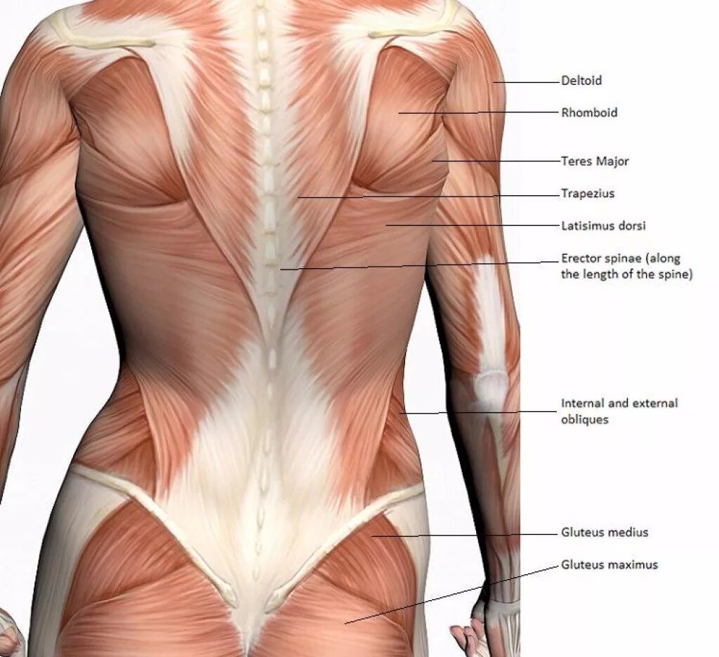 Мышцы спины. Мышцы спины анатомия. Расположение мышц на спине. Расположение мышц на пояснице. Место ниже бедра