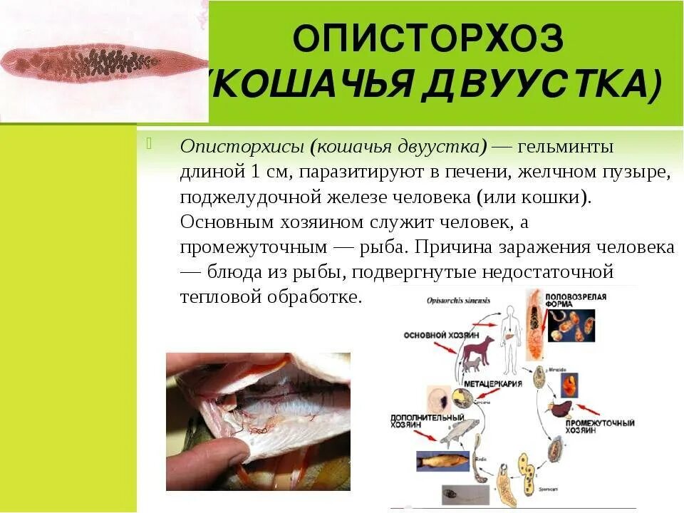 Описторхоз что это такое. Кошачья двуустка профилактика заражения. путь заражения человека описторхозом. описторхоз характерные симптомы. заражение описторхозом симптомы.