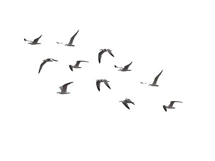 летящие птицы
