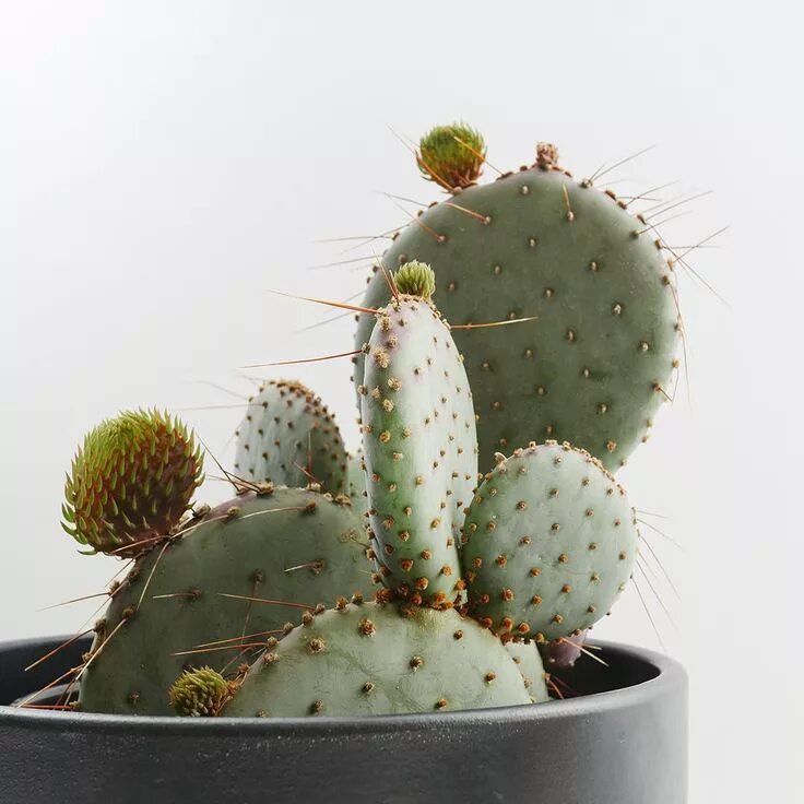 Cactus dg. Стетсония корине. Стетсония Кактус. Кактус опунция бразильенсис. Стетсония корине Кактус.