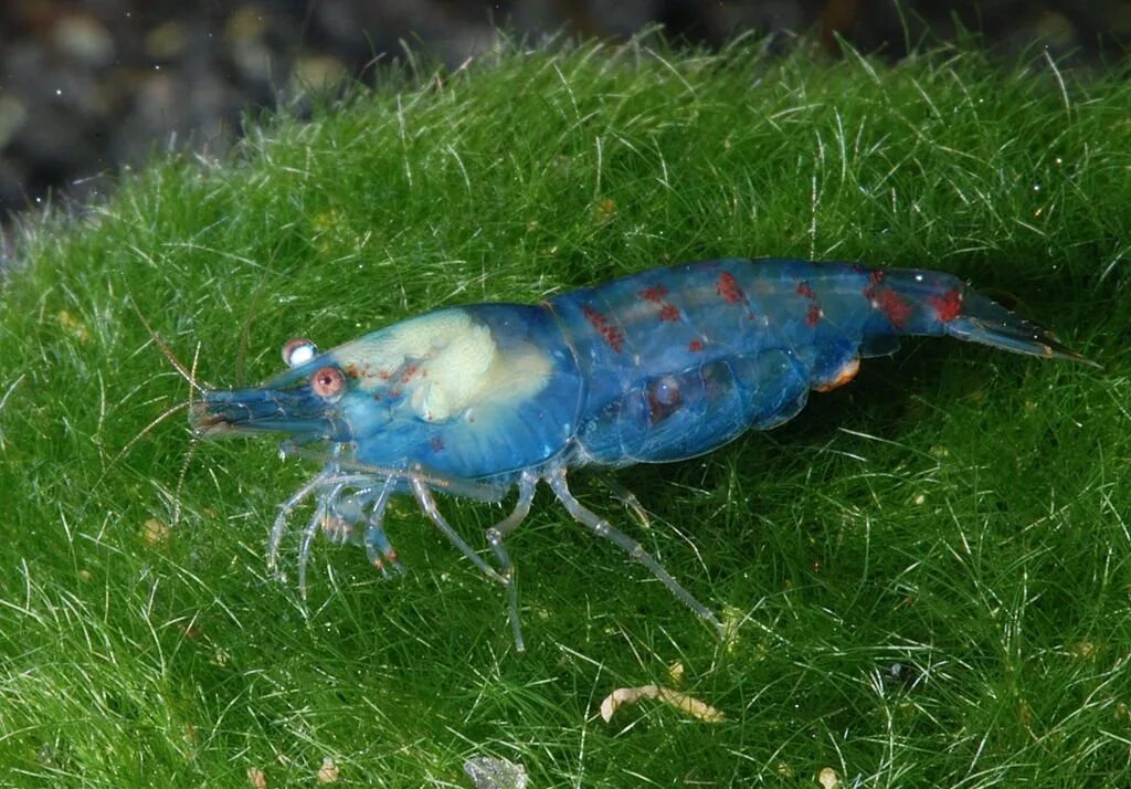 Креветки Neocaridina heteropoda. Neocaridina zhangjiajiensis. Голубая неокардина. Креветки голубая неокардина.