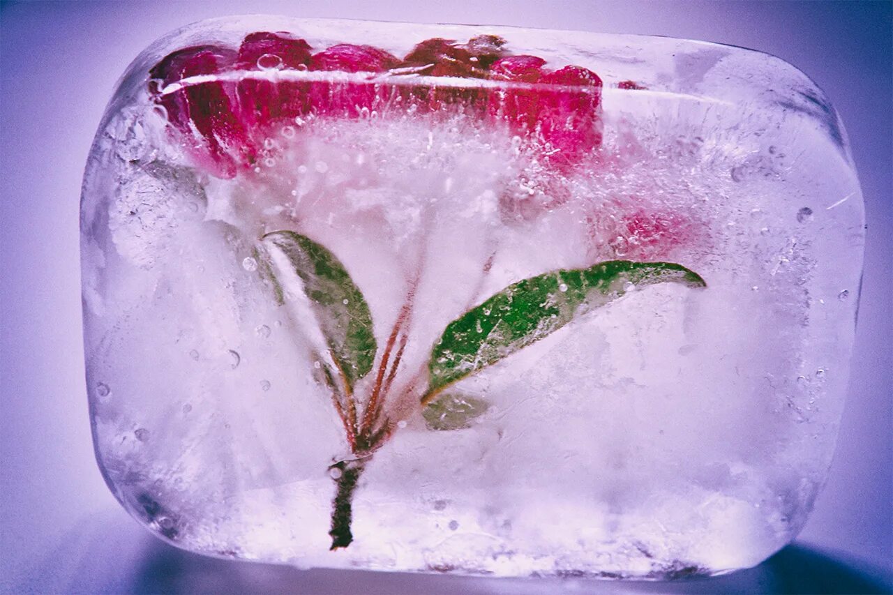 Можно ли заморозить цветы. Цветы во льду. Фрукты во льду. Ледяные цветы. Замороженные цветы во льду.