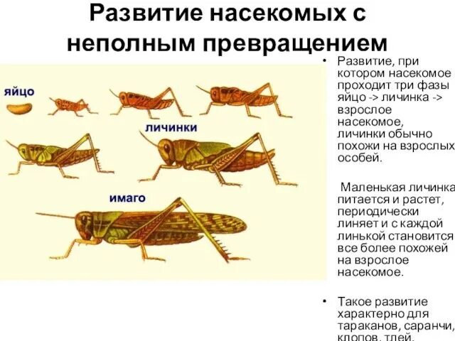 Прямое развитие членистоногих. Стадии развития кузнечика. личинки насекомых с неполным превращением. развитие с неполным превращением у насекомых. стадии развития насекомых с неполным превращением.