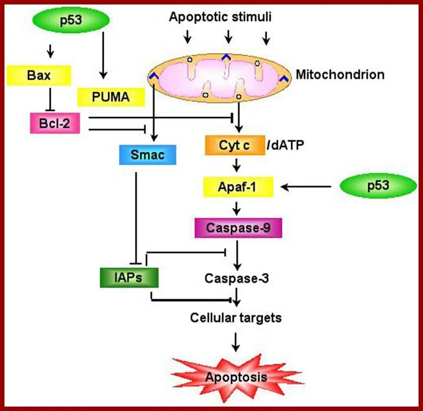 P53 апоптоз. Белок p53 апоптоз. Механизм апоптоза схема. Апоптоз ген р53. Содержит ферменты осуществляющие апоптоз