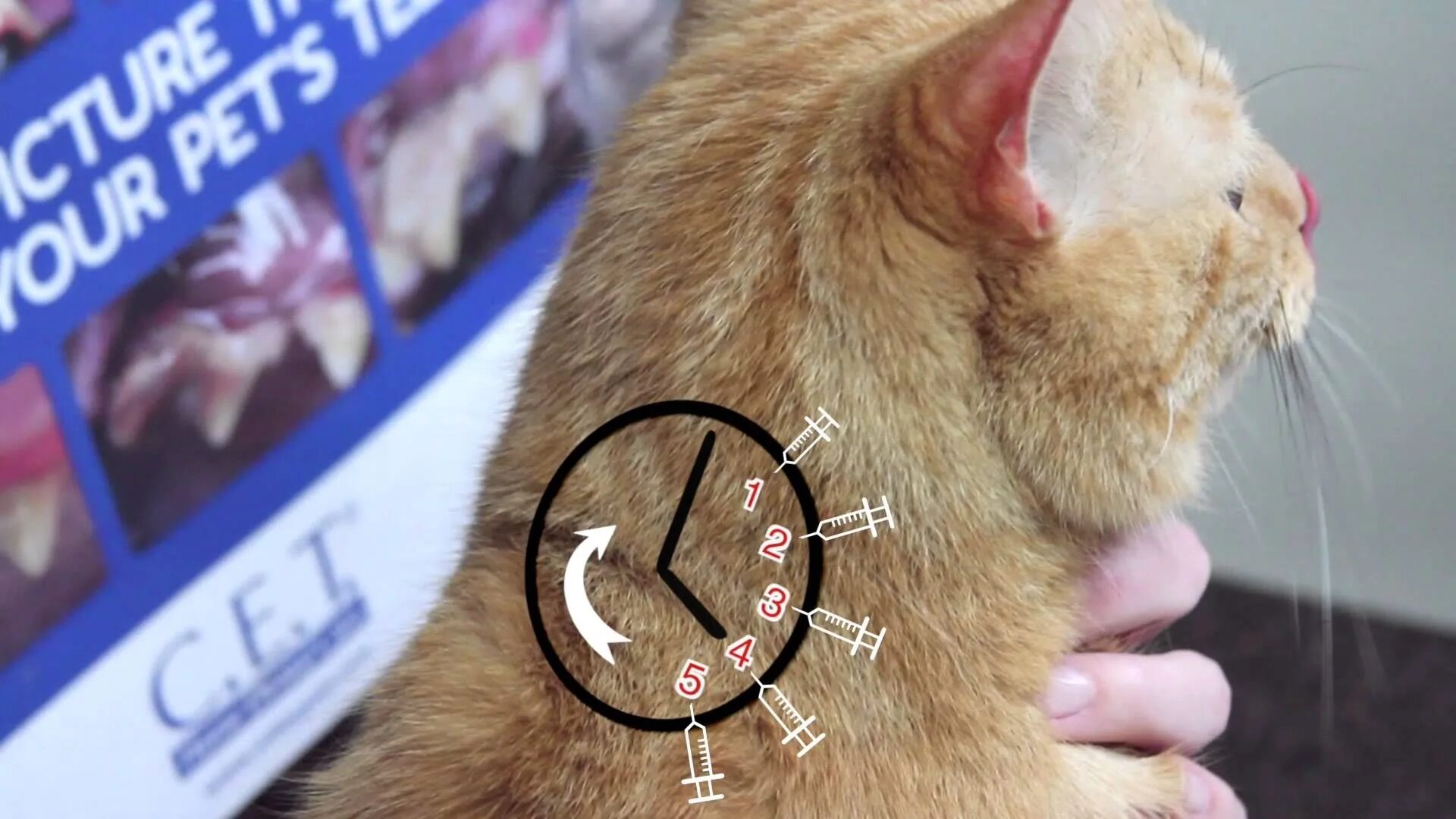 Кот между лопаток. Холка у кошки. холка у кошки где это. укол коту внутримышечно. загривок у кошки.