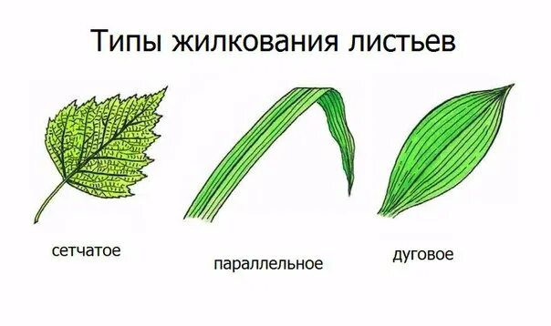 Сетчатое жилкование. Жилкование листьев пшеницы. Сетчатое параллельное и дуговое жилкование. Типы жилкования листьев параллельное. Сетчатое жилкование листьев характерно для.