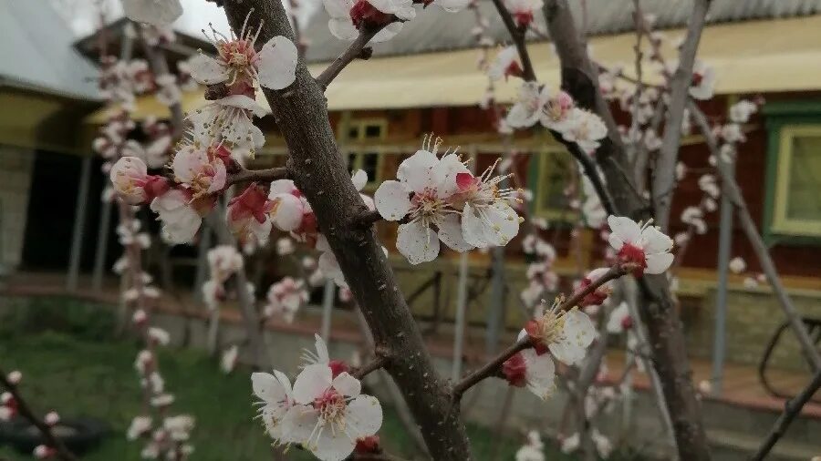 Абрикос Царский цветение. Цветущий абрикос дерево. Цветение абрикоса в Астрахани. Абрикосы Волгодонск цветет.