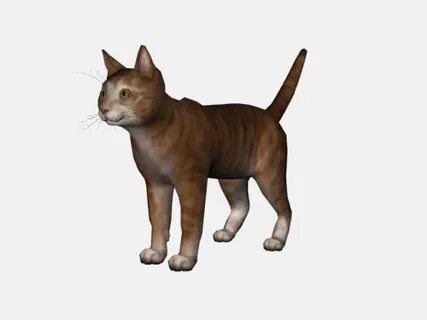 Улучшение кота
