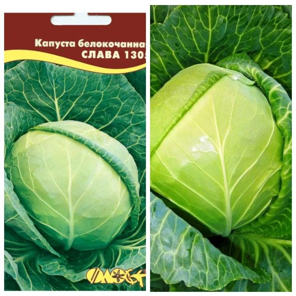 Капуста для засолки семена. Засолка капусты. Белокочанная капуста на засолку. Гавриш грандиан f1. Капуста для засолки фото.