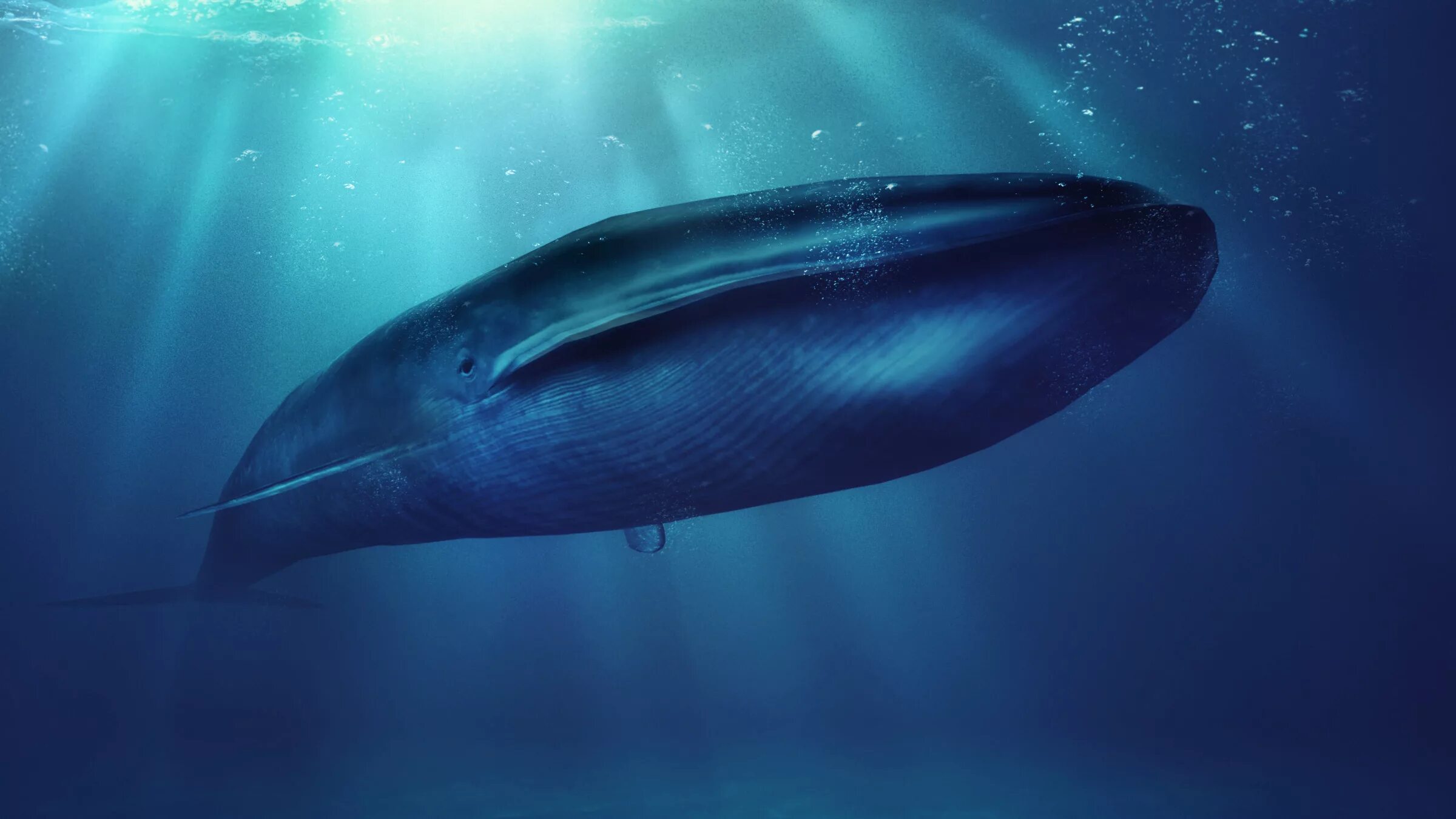 Голубой кит Balaenoptera musculus. Синий кит блювал. Синий кит (голубой кит). Блювал (голубой или синий кит).