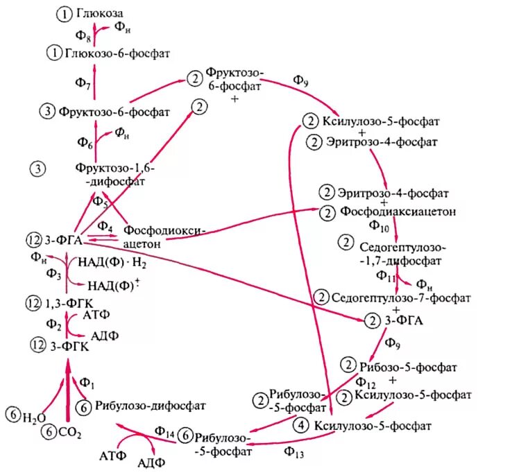 пентозофосфатный цикл неокислительный. пентозофосфатный путь цикл. пентозофосфатный путь окисления глюкозы. схема неокислительного этапа пентозофосфатного пути. пентозофосфатный путь неокислительная стадия.