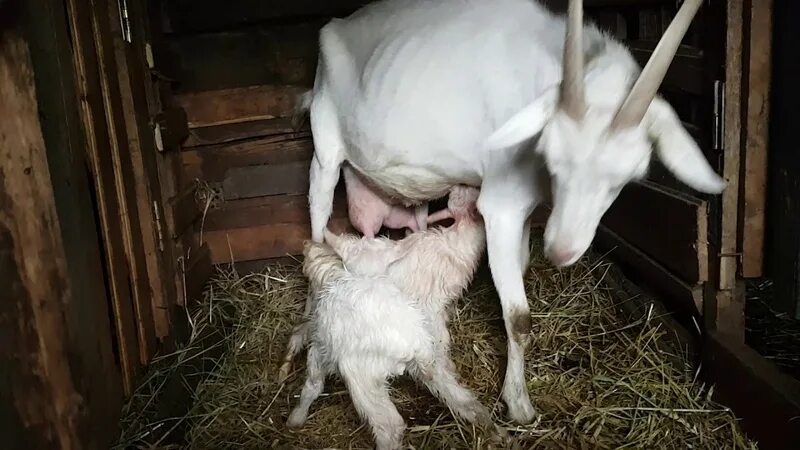 Кормление новорожденных козлят. Коза с козлятами. Козлята в сарае.