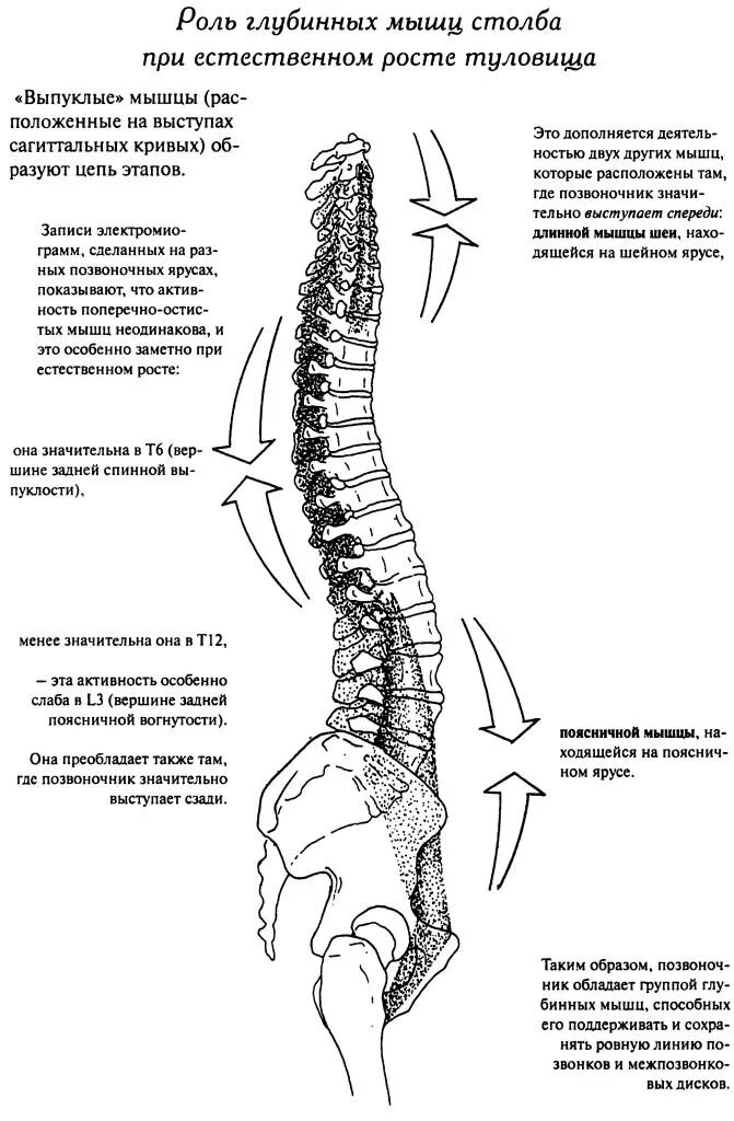 Мышцы действующие на Позвоночный столб. Мышцы поддерживающие Позвоночный столб. Мышцы позвоночного стол.а. Мышцы производящие движения в позвоночном столбе.