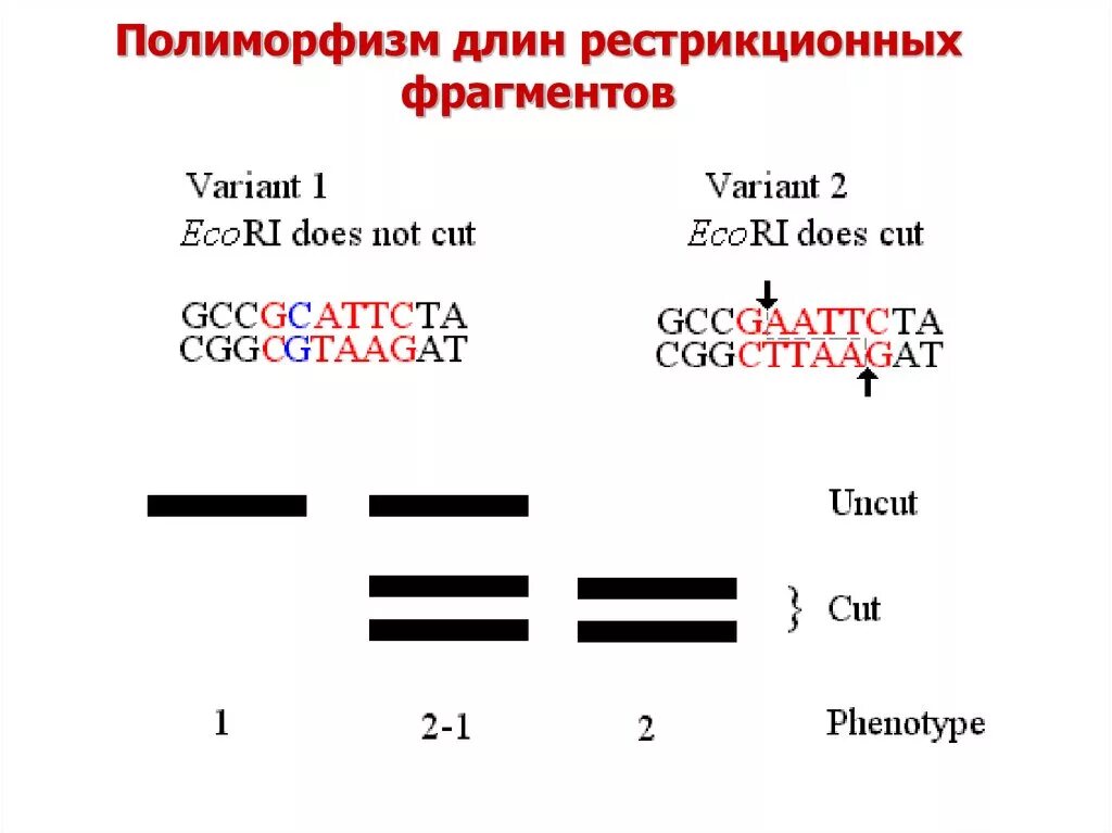 Полиморфизм длин рестрикционных фрагментов. Анализ полиморфизма длин рестрикционных фрагментов. Этапы анализа полиморфизма длины рестрикционных фрагментов. Методы исследования популяций. Анализ полиморфизма длин рестрикционных фрагментов (пдрф).