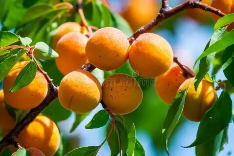 Света абрикос