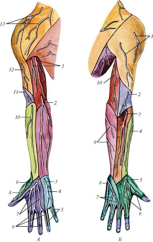 Медиальный кожный нерв предплечья иннервация. Иннервация локтевого нерва на кисти. Иннервация кожи верхней конечности топографическая анатомия. Срединный нерв анатомия иннервация.
