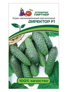 Сорт огурцов директор отзывы фото описание