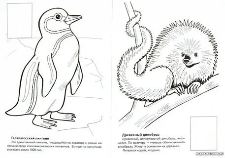 Нарисовать животное занесенное в красную книгу
