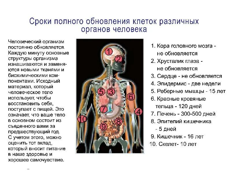 В которых любому органу будет. Период обновления клеток в организме человека. Обновление человеческого организма. Скорость обновления органов человека. Как часто обновляются клетки.