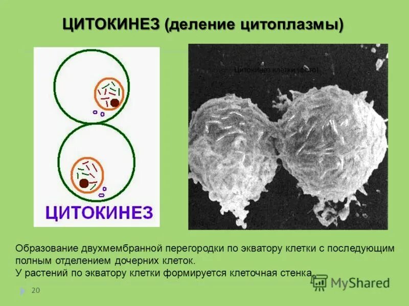 Хромосомы в метафазе мейоза. Формирование дочерних клеток образование двухроматидных. Формирование дочерних клеток образование двухроматидных. Формирование дочерних клеток образование двухроматидных. Профаза хромосомы двухроматидные.