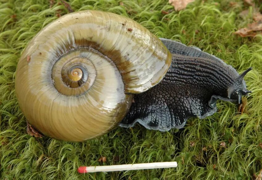 Powelliphanta улитка. Гигантская Плотоядная улитка Powelliphanta. Powelliphanta Augusta. Улитка хищник.